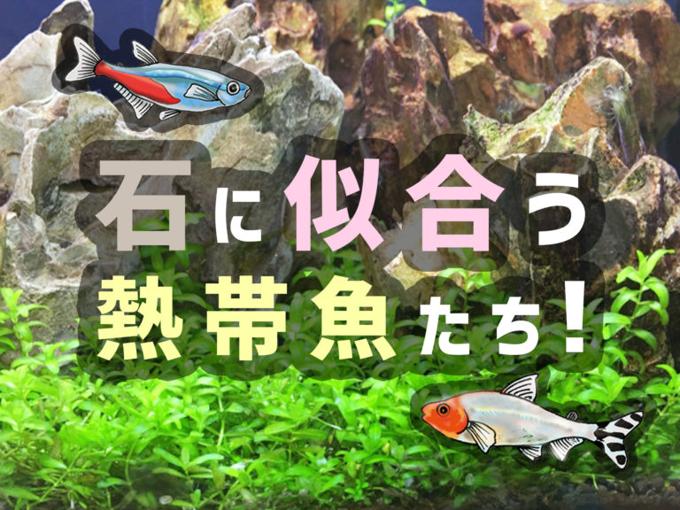 石に似合う熱帯魚たち！の文字と水槽レイアウトの見出し画像