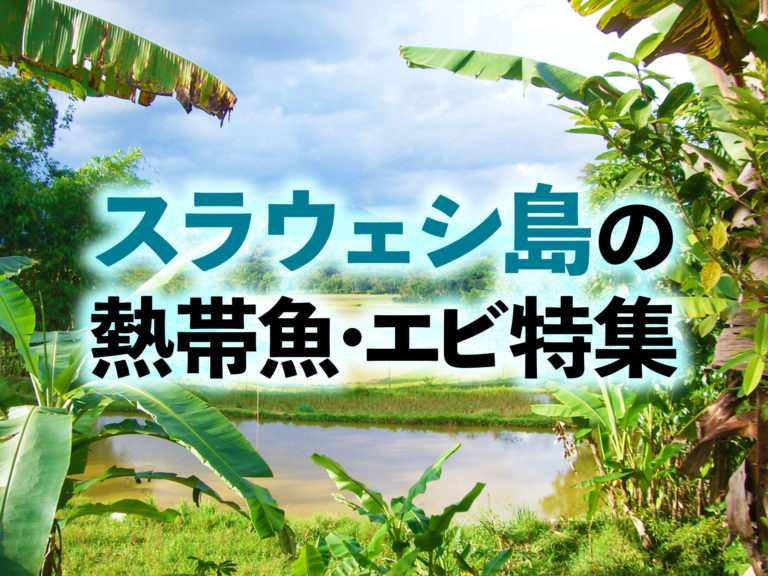 スラウェシ島の熱帯魚・エビ特集!飼育しやすく美しい生き物たち8選!のサムネイル画像