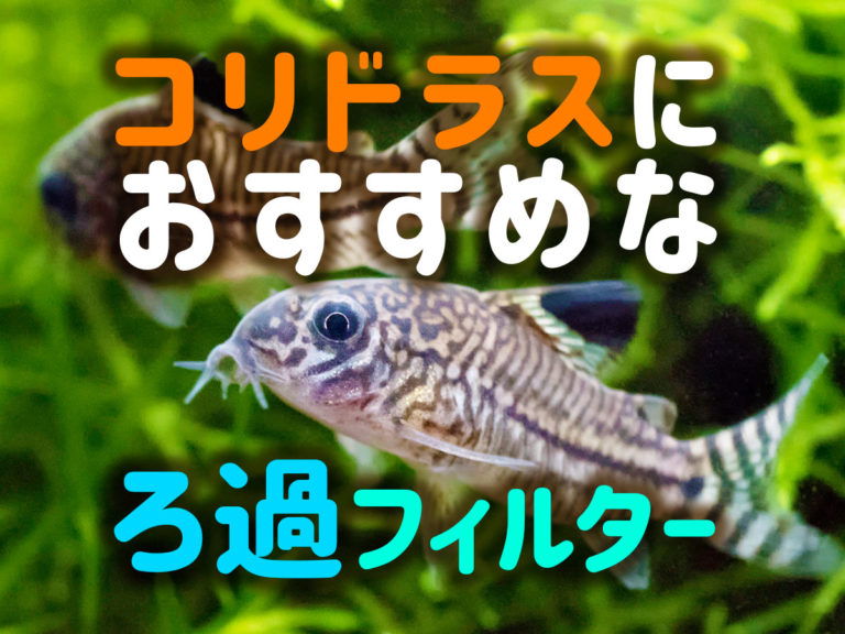 コリドラスにおすすめなろ過フィルターの見出し画像