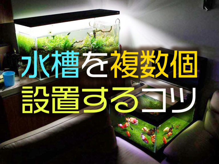 水槽を複数台置きたい!水槽を2台以上置くときの注意点とコツを解説!のサムネイル画像