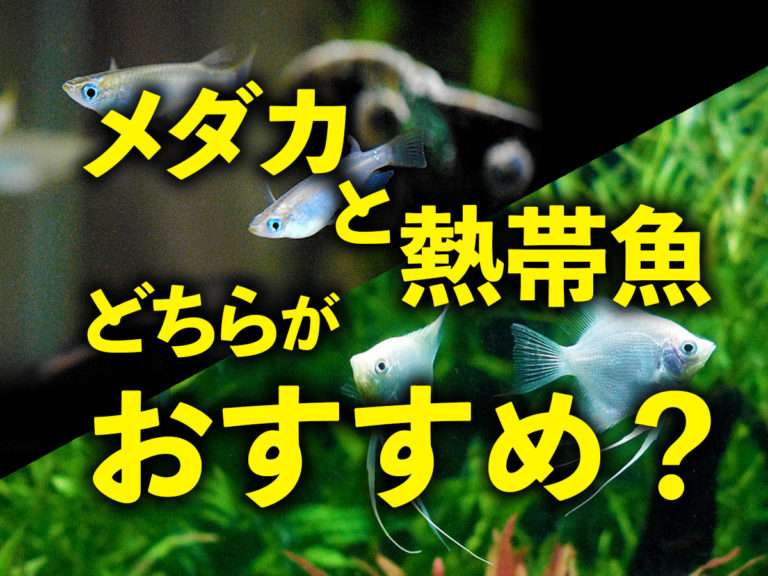 メダカと熱帯魚どちらがおすすめ？の見出し画像