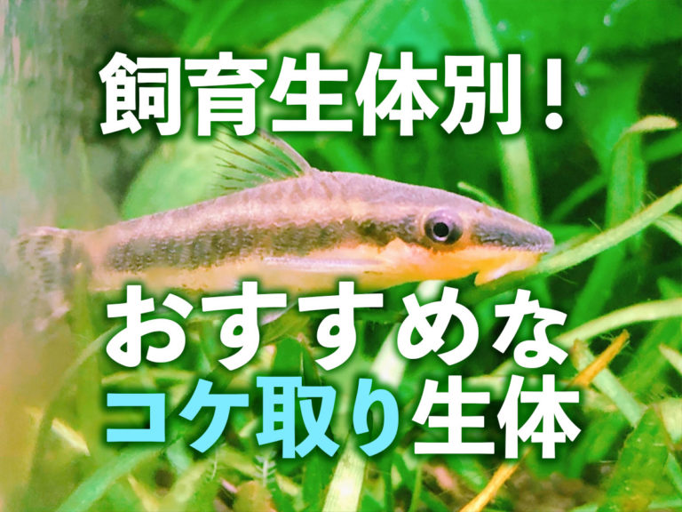 飼育生体別おすすめなコケ取り生体の見出し画像