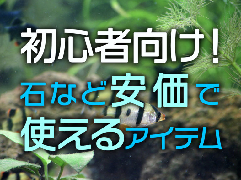 初心者向け!安いアクアリウムアイテム!石・流木など安価で使える7選!のサムネイル画像
