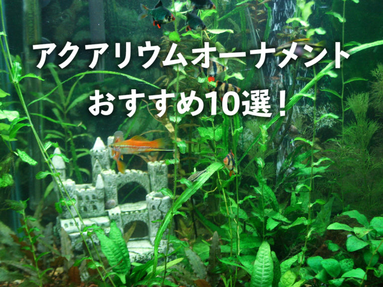 アクアリウムオーナメントおすすめ10選の見出し画像