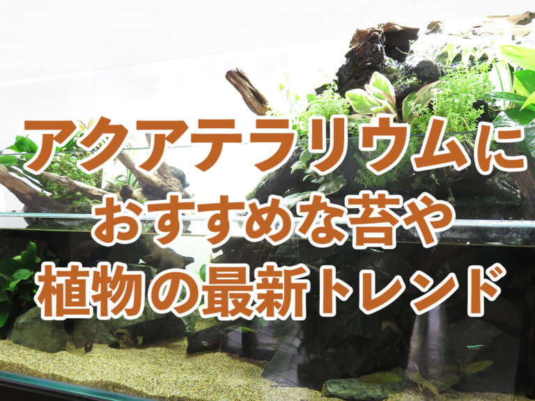 アクアテラリウムおすすめ苔や植物の最新トレンドの見出し画像