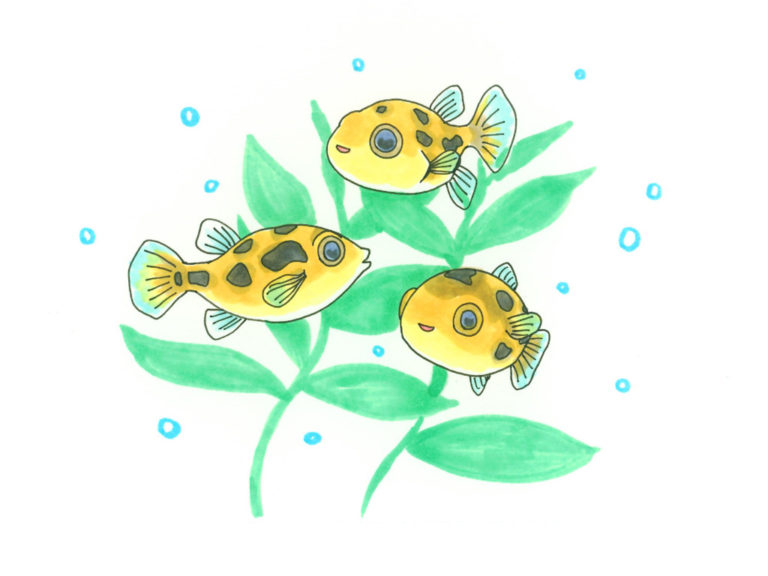 水草の周りを泳ぐ3匹のフグの仲間のイラスト