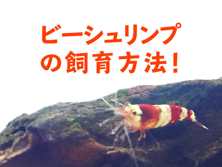 ビーシュリンプの飼育方法の文字と流木に乗るエビの画像