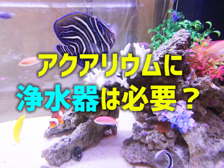 アクアリウムに浄水器は必要か？良い水とは・浄水のメリットとデメリットを解説のサムネイル画像