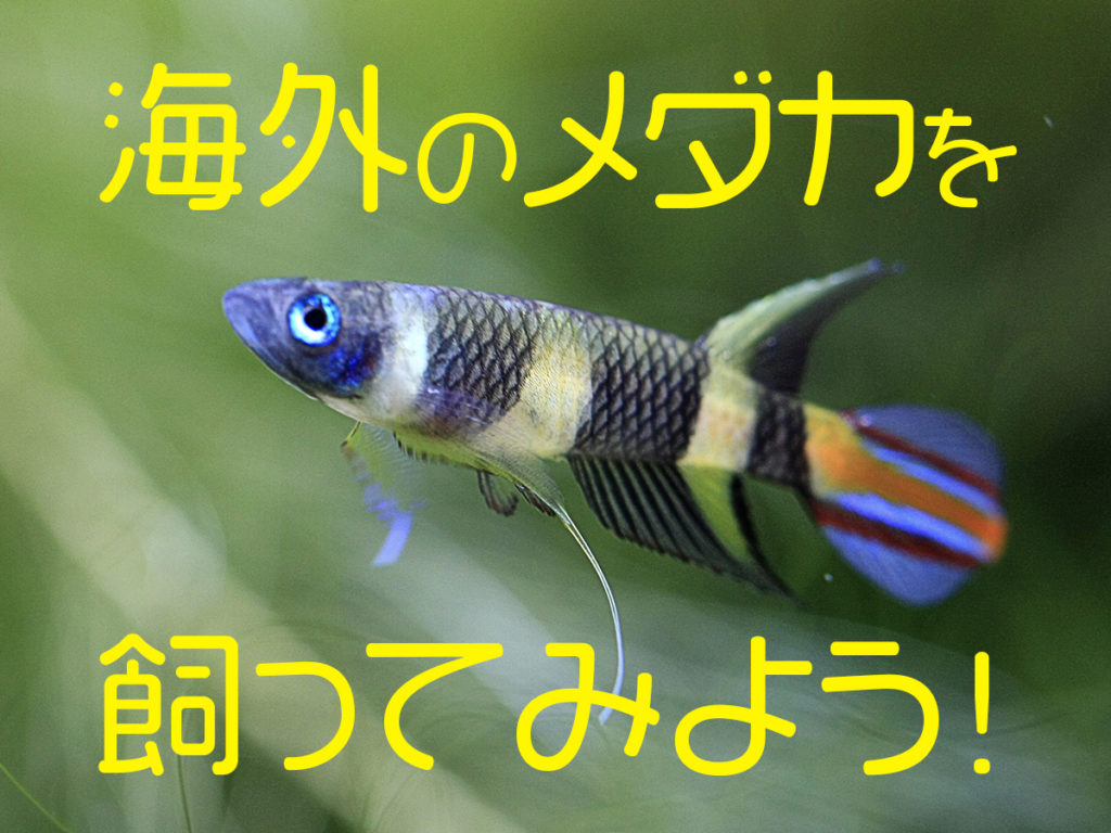海外のメダカを飼ってみよう！自宅で飼育できる熱帯メダカの種類10選！のサムネイル画像