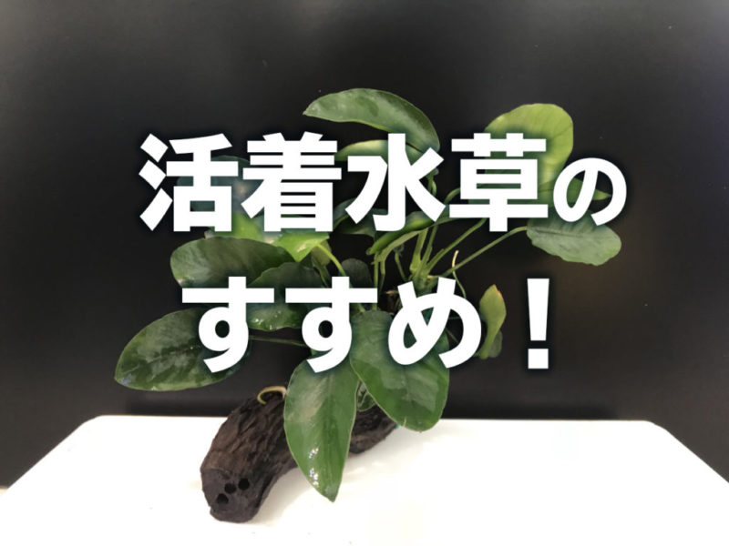 活着水草のすすめ!の文字と流木付きアヌビアス類の見出し画像