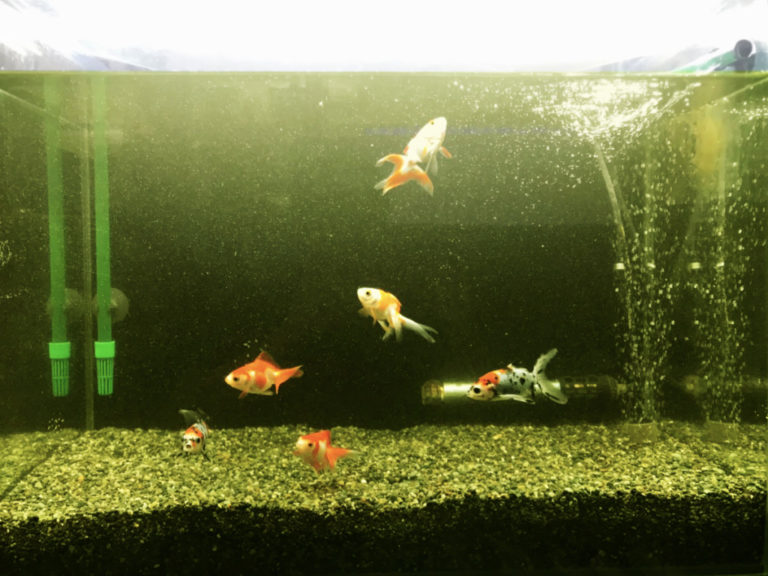 濁った飼育水の中を泳ぐ数匹の金魚とエアレーション
