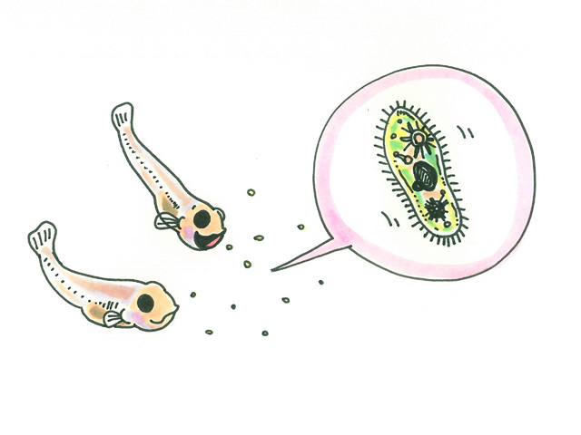 ゾウリムシを食べるメダカの稚魚のイラスト