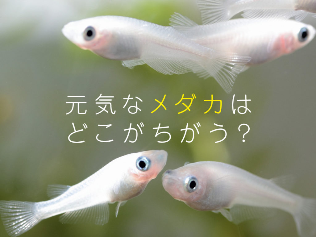 あなたのメダカは本当に元気ですか?メダカの健康チェックポイント5つ!のサムネイル画像