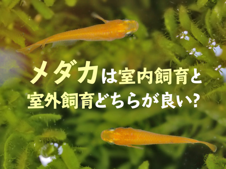 メダカは室内飼育と屋外飼育どちらが良い