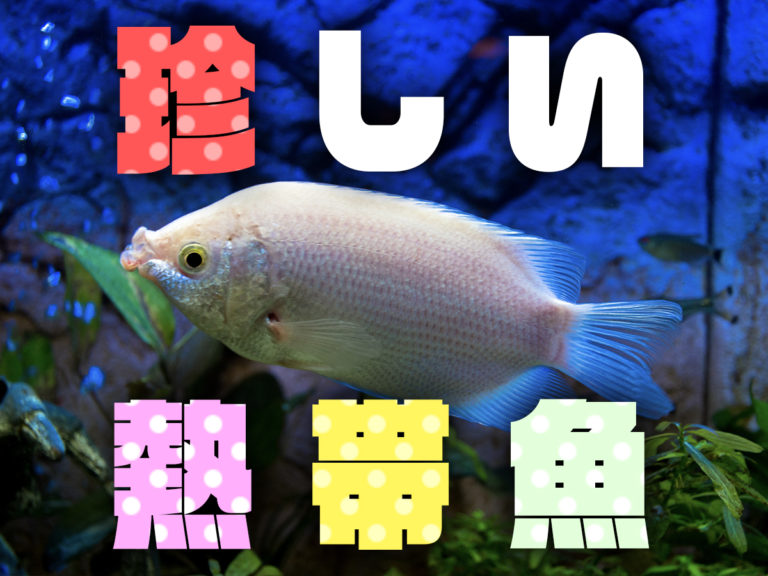 珍しい熱帯魚の文字と白い大型熱帯魚の見出し画像