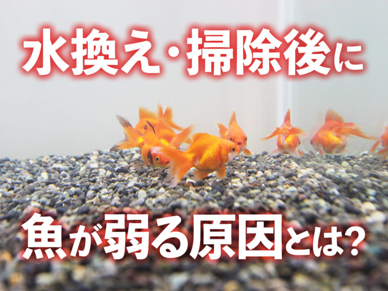 水換え・掃除後に魚が弱る原因の見出し画像