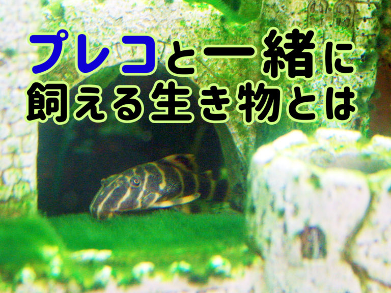 プレコと一緒に飼える生き物とはの文字入り見出し画像
