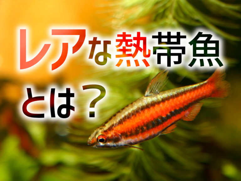 レアな熱帯魚とは?の文字と小型カラシンの見出し画像