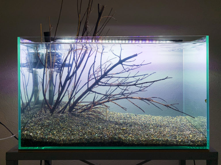 砂利と枝状流木を配置したフレームレス水槽の全景