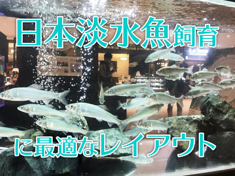 日本淡水魚飼育に最適なレイアウトの文字入り見出し画像