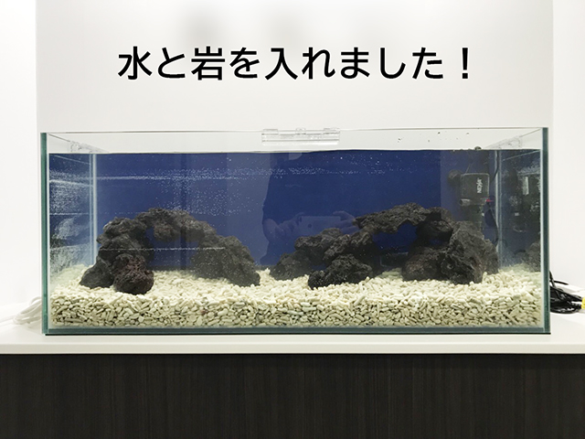水と岩を入れました!の文字と岩を配置した水槽画像