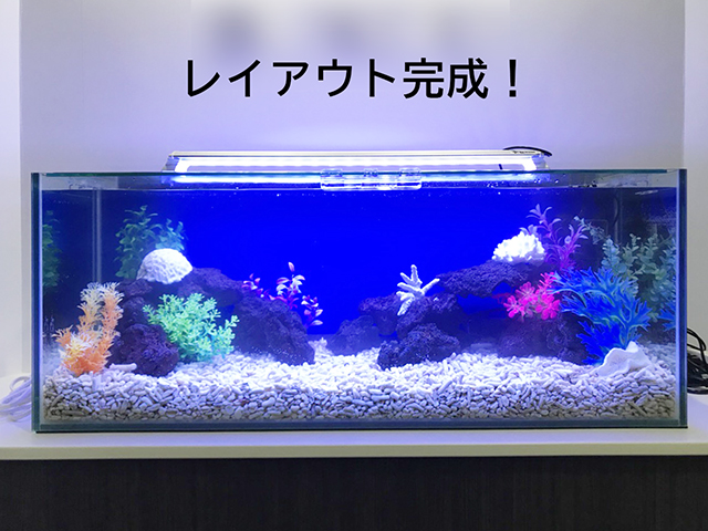 レイアウト完成!の文字と青い背景の海水風水槽画像
