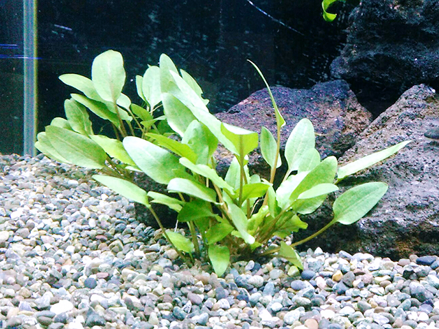 砂利に植えられたクリプト類と背景の黒い溶岩石