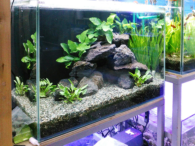 溶岩石とアヌビアス類を配置した水草水槽のレイアウト