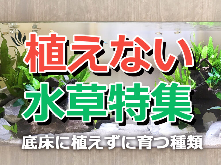 植えない水草特集・底床に植えずに育つ種類の見出し画像