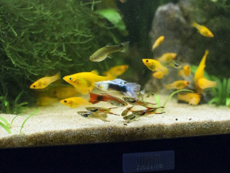 水槽内を泳ぐグッピーと黄色い熱帯魚の群れ