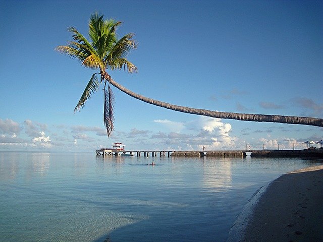 海にせり出すヤシの木と砂浜が広がる南国の風景