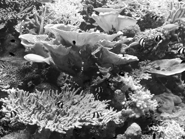 水槽のお魚が全滅した!その時の対処法や対策方法を教えます!のサムネイル画像