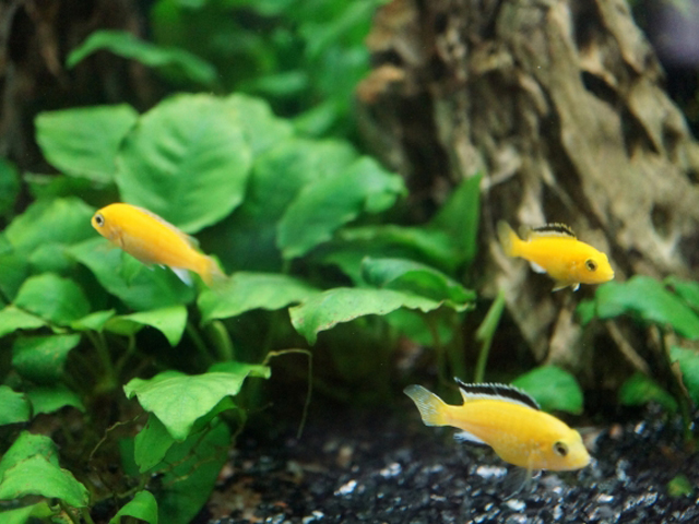 水草と流木の間を泳ぐ黄色いシクリッドの仲間