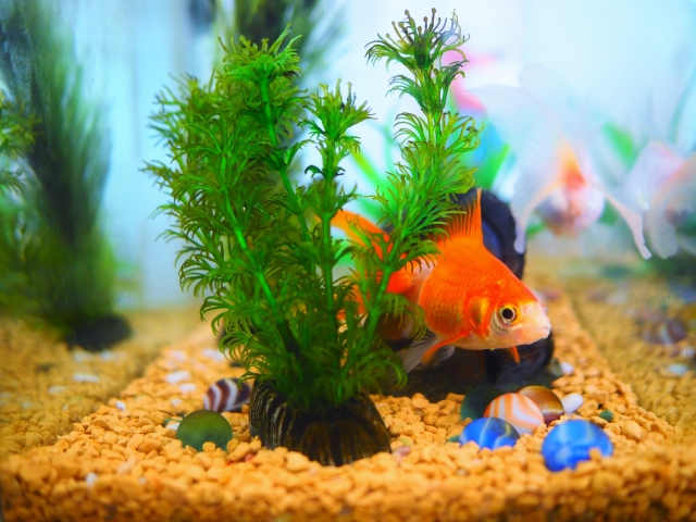 水草の陰から顔を出す金魚と底砂に置かれたビー玉