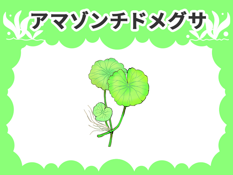 アマゾンチドメグサの水草図鑑
