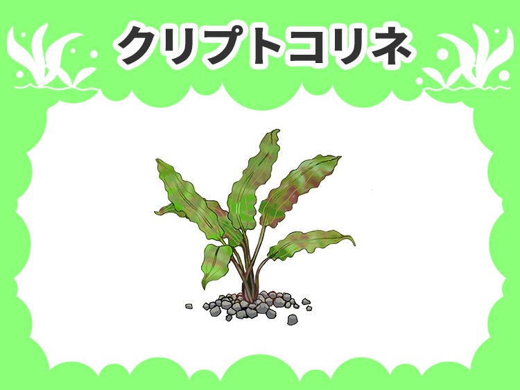 クリプトコリネの水草図鑑