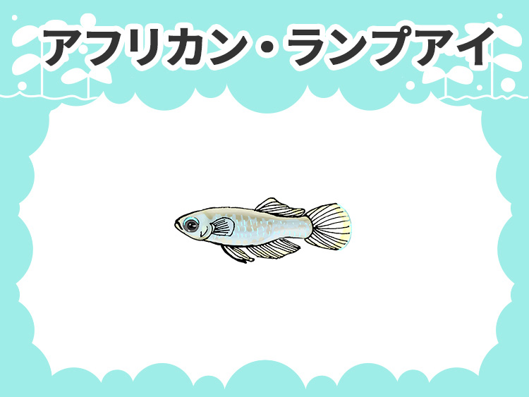 アフリカン・ランプアイのお魚図鑑