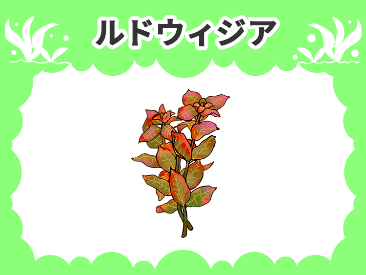 ルドウィジアの水草図鑑