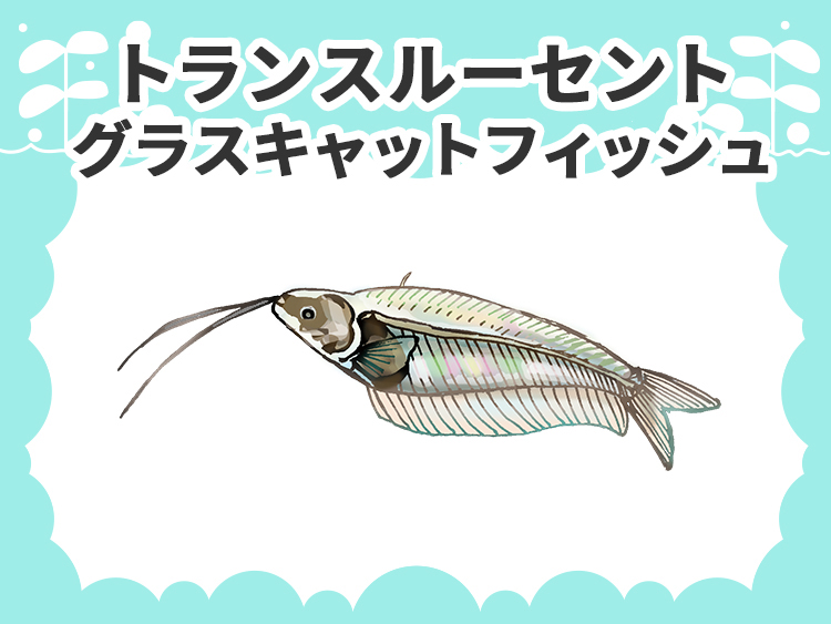 トランスルーセントグラスキャットフィッシュのお魚図鑑