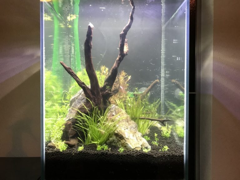 流木と石を配置した水草レイアウトの小型水槽