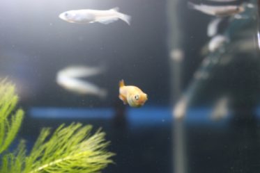 メダカの水槽セットを紹介！