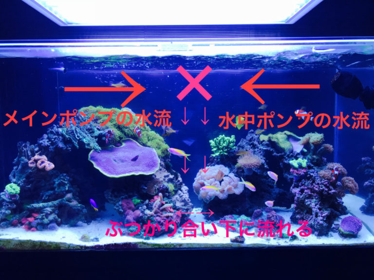 メインポンプと水中ポンプの水流がぶつかり合う海水魚水槽