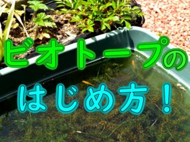 ビオトープのはじめ方！作り方やおすすめの魚・水草・場所を解説します！