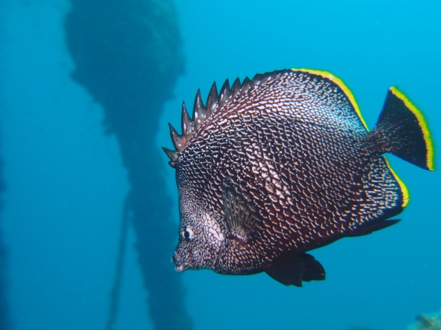 黒い体に黄色い縁取りがある海水魚の横顔