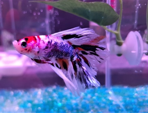 青や赤の斑紋があるベタと水槽内の人工水草
