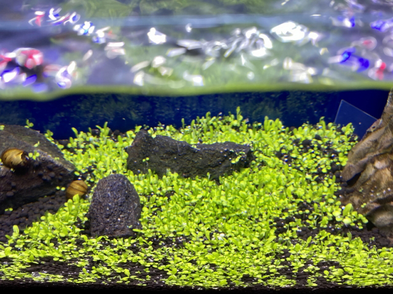 黒い石と緑の水草が広がる水槽のレイアウト