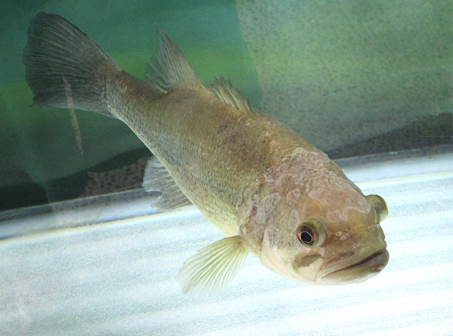 水槽内を泳ぐ頭部に白い患部があるブラックバスの仲間