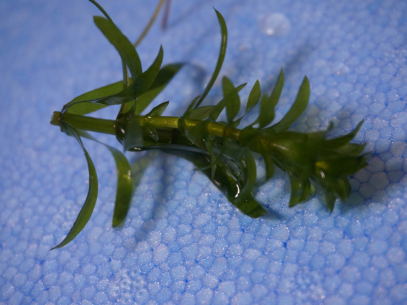 青い発泡スチロールの上に置かれた緑色の水草の茎と葉