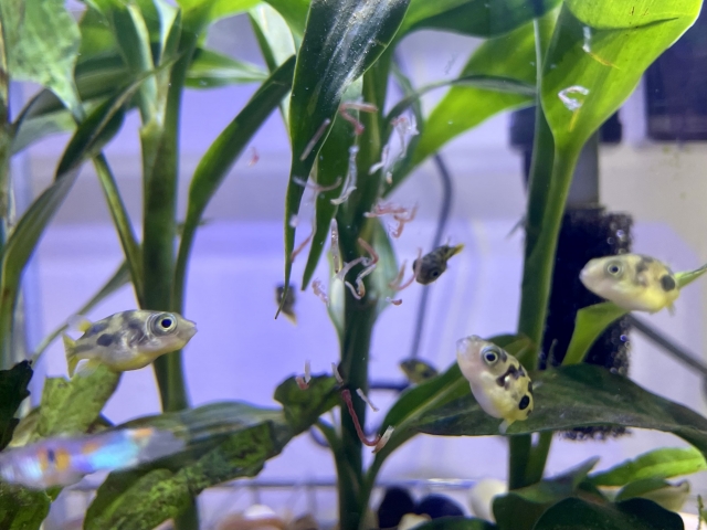水草の間を泳ぐ小型のフグと赤虫の餌やり