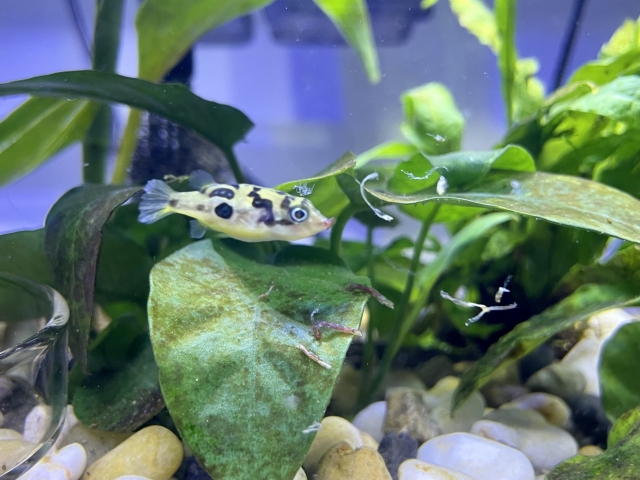 水草の葉の間にいる小型の淡水フグと底砂の白い小石
